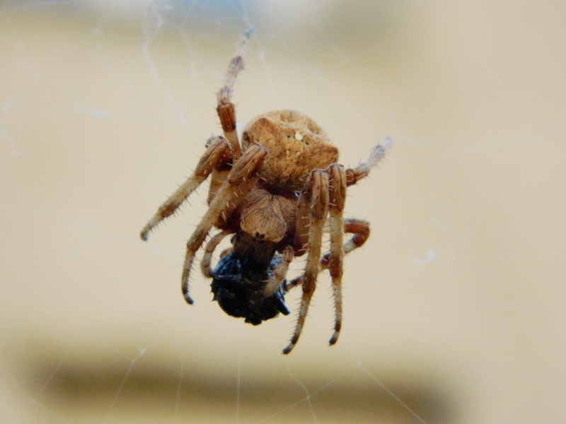 Araneus cfr angulatus - Siculiana (AG)